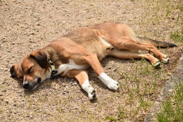 Ferienwohnung Leudersdorf Eifel Hunde